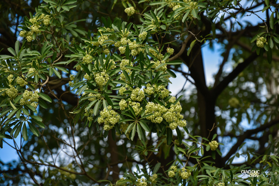 Cách đây vài năm hoa sữa được trồng nhiều ở một số tuyến phố như Nguyễn Du, Quán Thánh, Lê Quang Đạo... đặc biệt là Nguyễn Chí Thanh. Giờ đây hoa sữa được trồng trên mọi tuyến phố Hà Nội, đi đâu cũng thấy hình ảnh hoa sữa nở rộ.