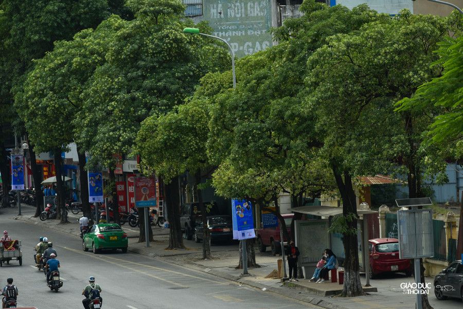 Hoa sữa có mùi thơm nếu trồng với mật độ vừa phải và nồng nặc khi trồng với mật độ cao.