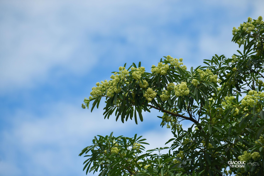 Thường thì càng về cuối vụ, hương hoa sữa càng đậm hơn. Và đặc biệt về đêm, nhiệt tích tụ của một ngày càng kích thích hoa sữa nở rộ.