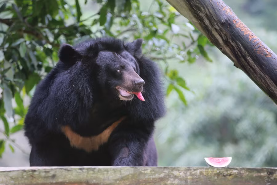Trong 239 cá thể gấu ngựa và gấu chó có 192 cá thể đang được chăm sóc trong an toàn và tự do tại Trung tâm cứu hộ gấu Việt Nam.