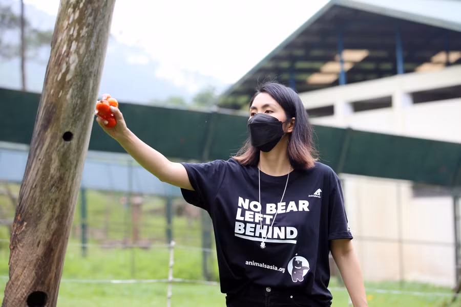 Đồ ăn được "giấu" vào các hốc cây, những vị trí chuẩn bị sẵn để gấu tự đi "săn".