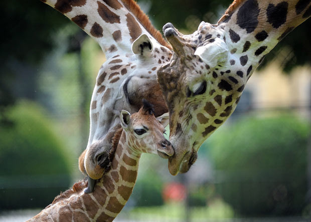 Arusha the Rothschild giraffe calf is nuzzled by its parents at the Schonbrunn Zoo in Vienna, Austria. Arusha - born 5ft 7ins tall after mum’s 15 month pregnancy - already has a head for heights after the six foot drop to the ground when Rita gave birth standing up. 