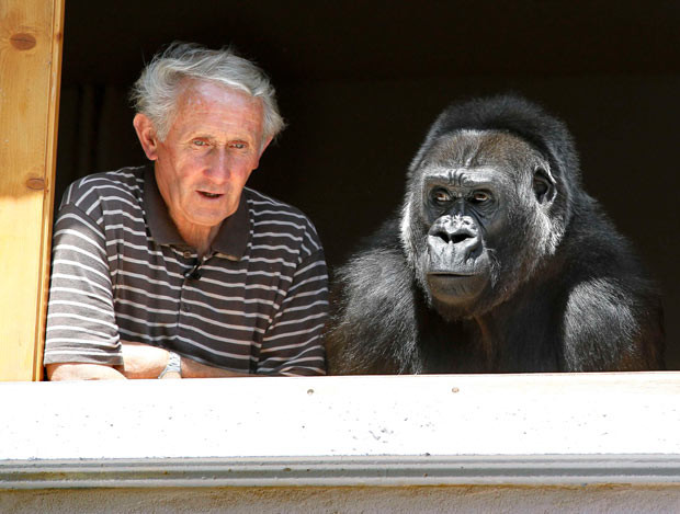 Ảnh đẹp động vật trong tuần ảnh 3 Pierre Thivillon, owner of the zoo of Saint-Martin-la-Plaine in southeastern France, poses with a female gorilla named Digit at his bedroom window
