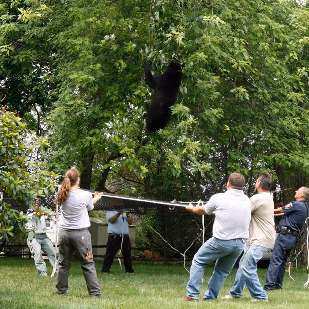 New Jersey State Wildlife officials catch a tranquillised male bear in East Brunswick. Zig-zagging across half of New Jersey in what appears to be an increasingly forlorn search for a mate, the lonely black bear has been captured by wildlife officials in no less than six towns in little over a year, each time being released into a state wildlife area.