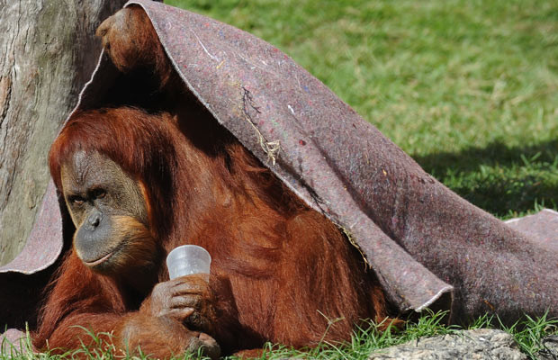 An orangutan protects himself from the cold with a blanket provided by vets at Rio de Janeiro’s zoo. Vets gave blankets to animals due to the extreme cold weather affecting Rio and the region