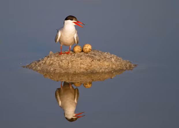 Amateur photographer Amnon Eichelberg spotted this nest on a lake in Israel. A tern had constructed a neat mound on which to lay her eggs. The unusual location should actually keep the chicks safe, as few predators venture onto the brackish waters of the salt lake.