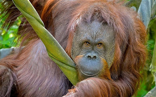 Ảnh đẹp động vật trong tuần ảnh 4 Daily Telegraph reader Nicola MacMillan emailed us this photograph she took of Melati, Seattle Zoo’s female orangutan, relaxing in a hammock in her enclosure. If you have a photograph you’d like us to consider for a picture gallery, please email it to mypic@telegraph.co.uk, supplying a little info on where and how the picture was taken