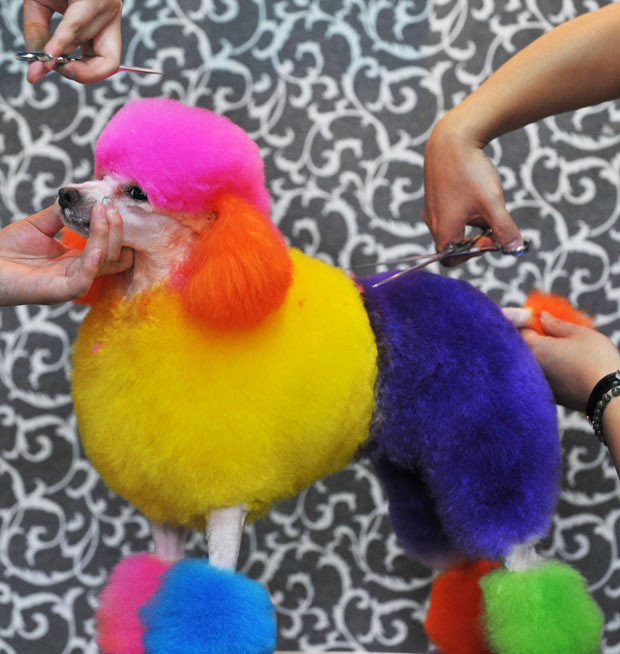 Ảnh đẹp động vật trong tuần ảnh 5 A dyed poodle is groomed in Beijing