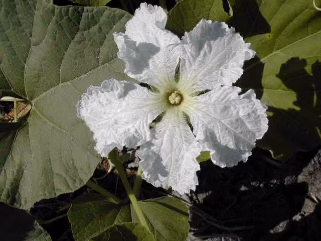 "Bạn đến chơi nhà" hay một nét tâm thức văn hóa người Việt