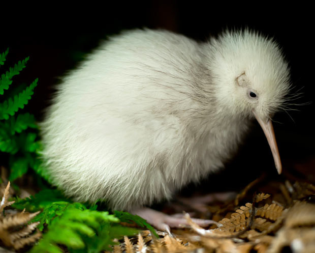 A white kiwi is seen at Pukaha sanctuary in New Zealand. The male chick, named Manukura - meaning 