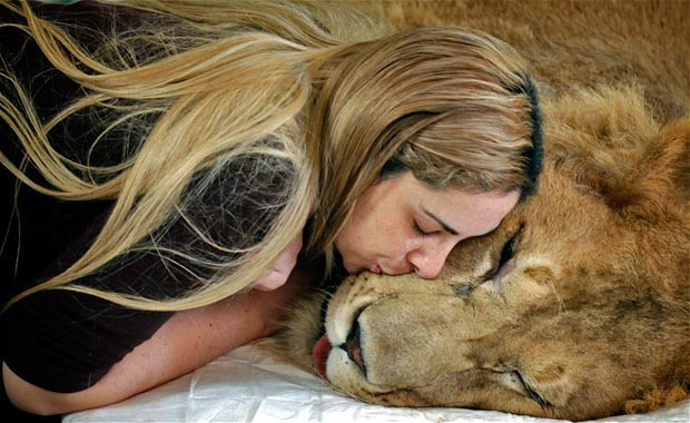 Veterinarian Livia Pereira kisses paralysed lion Ariel, who she is caring for in her home in Sao Paulo, Brazil. An Internet and Facebook campaign has been launched in Brazil to obtain funds needed to treat the lion that has been paralysed for the past year due to a degenerative disease. 