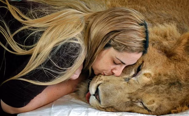 Veterinarian Livia Pereira kisses paralysed lion Ariel, who she is caring for in her home in Sao Paulo, Brazil. An Internet and Facebook campaign has been launched in Brazil to obtain funds needed to treat the lion that has been paralysed for the past year due to a degenerative disease. 