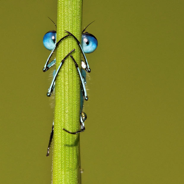 Ảnh đẹp động vật trong tuần ảnh 8 A damselfly hides behind a blade of grass, but it failed to realise its eyes could be seen poking out either side. Photographer Tony Flashman spotted the common blue damselfly’s piercing eyes as he crawled around meadows at Fordwich Lakes, near Canterbury, Kent. Tony, from Deal, Kent, said: