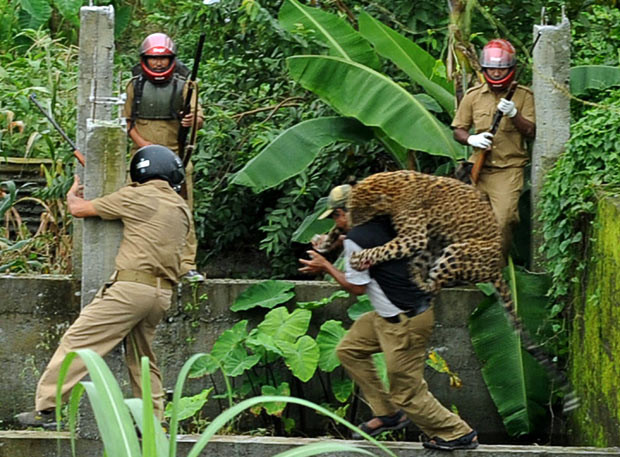 A leopard attacks a forest guard at Prakash Nagar village near Salugara on the outskirts of Siliguri, India. Six people were mauled by the leopard after the feline strayed into the village area before it was caught by forestry department officials...