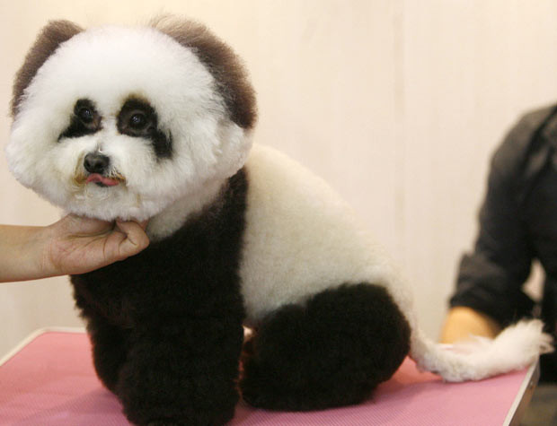 Ảnh đẹp động vật trong tuần ảnh 6 A poodle is groomed to look like a panda in Beijing