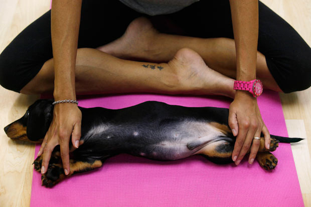 Yoga student Oksana Maxwell stretches her dog during a Dog Yoga or 