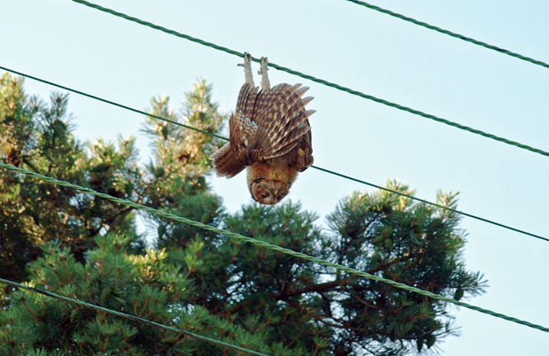 Susan Tinsley photographed this tawny owl hanging upside down from electricity cables near Southport, Merseyside. She stayed at the scene watching the unmoving owl for around 20 minutes before leaving. But she returned later that day and the owl was no longer there. Susan, of Scarisbrick, near Southport, Merseyside, believes the owl may have received a mild electric shock from the cable causing it to grip onto the wires and keel over