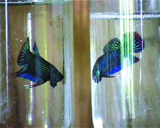 Cho cá đá bóng để lựa chọn vào đội tuyển