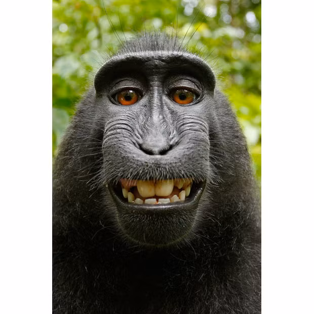 A macaque monkey in Indonesia took a camera from a wildlife photographer before snapping himself in a variety of poses. The primate went to investigate the equipment before becoming fascinated with his own reflection in the lens. And it wasn