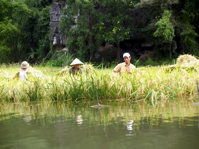 Ngày mùa trên sông Ngô Đồng