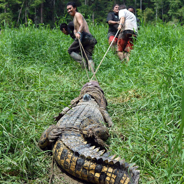 Ảnh đẹp động vật trong tuần ảnh 9 A wildlife rescue unit pulls a crocodile fitted with a satellite tag back to the beach in Malaysia’s Sabah state. Researchers said they have tagged a saltwater crocodile, a first in the region, in a bid to find out why crocodile attacks have increased on Borneo island.