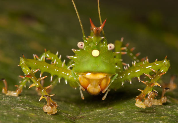 A prickly Spiny Devil Katydid stares at the camera. British photographer Chris Mattison spotted the bizarre creature while leading a wildlife tour in Ecuador. He said: