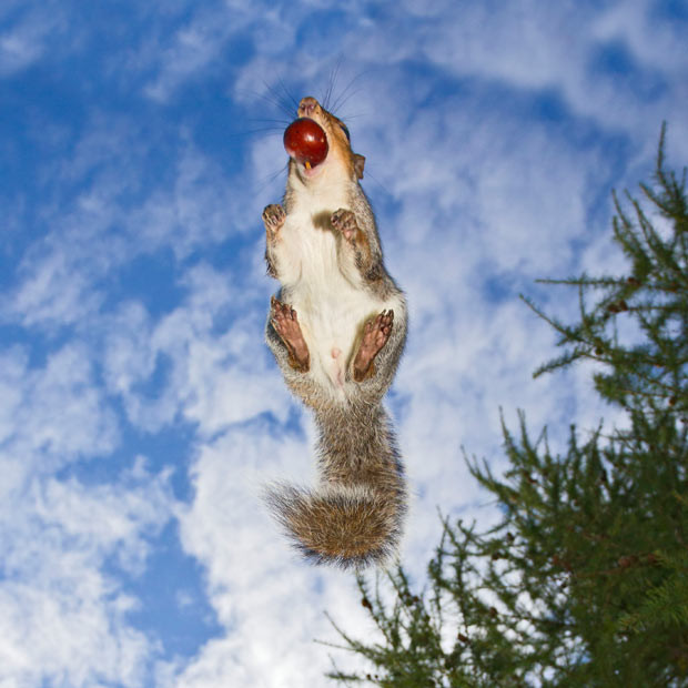 ...A grey squirrel flies through the air directly above Brian