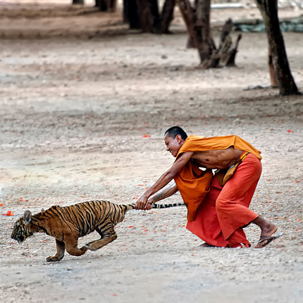 Ảnh đẹp động vật trong tuần ảnh 7 A monk grabs a tiger cub by its tail. Amateur photographer Hendro Hioe was travelling through the Kanchanaburi province in Thailand when he heard from locals that a monk had befriended a tiger family. Hendro, from Jakarta, Indonesia, said: