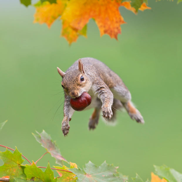 A squirrel jumps from one branch to another with a horse chestnut gripped firmly in its mouth. Professional wildlife photographer, Brian Bevan, captured squirrels’ acrobatic antics near his house in Bedfordshire last autumn...