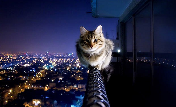 Ảnh đẹp động vật trong tuần ảnh 2 A cat balances on a balcony railing 17 storeys high above the Chilean capital, Santiago. Ivo Berg was visiting a friend when he took the photograph. He said: