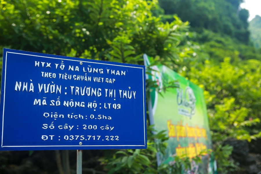 Theo bà con nông dân, hơn nửa số hộ trồng na trở nên khá giả, thu nhập ít nhất vài chục triệu đồng, thậm chí nhiều hộ đạt mức thu nhập 300 - 500 triệu đồng mỗi năm. Theo bà con nông dân, hơn nửa số hộ trồng na trở nên khá giả, thu nhập ít nhất vài chục triệu đồng, thậm chí nhiều hộ đạt mức thu nhập 300 - 500 triệu đồng mỗi năm.