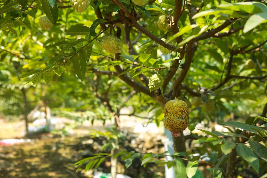 Người dân thu hoạch na trên đất núi đá vôi.