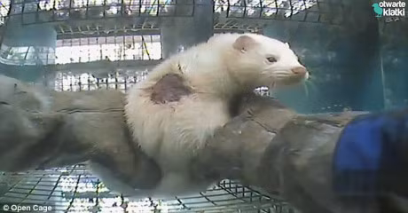 Hinh anh tan khoc dang sau chiec ao khoac, mu hay gang tay long chon dat do - Anh 3