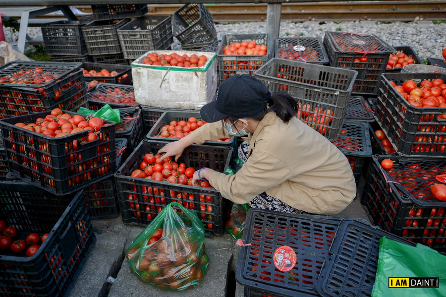 Giá nông sản giải cứu có giá rẻ đến bất ngờ: Ổi Thanh Hà chỉ 50.000 đồng/10kg, su hào 40.000 đồng/20 cái, bắp cải 18.000 đồng/5kg, cà rốt 70.000 đồng/10kg hay 80 nghìn đồng 1 thùng cà chua…