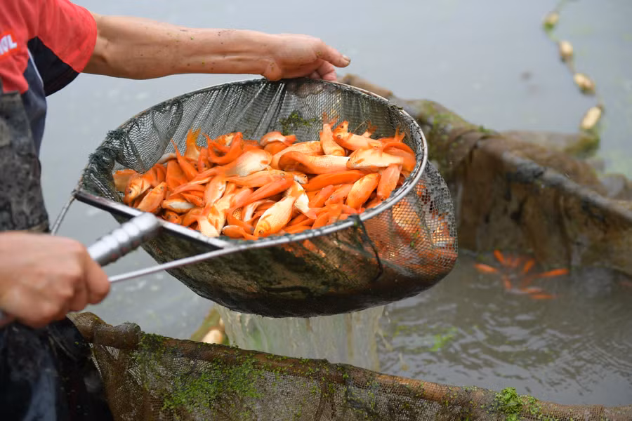 Không những thế, làng nuôi cá nơi đây năm nay cũng bị ảnh hưởng lớn do thiên tai, nước ngập cả cánh đồng khiến cá bị mất rất nhiều.