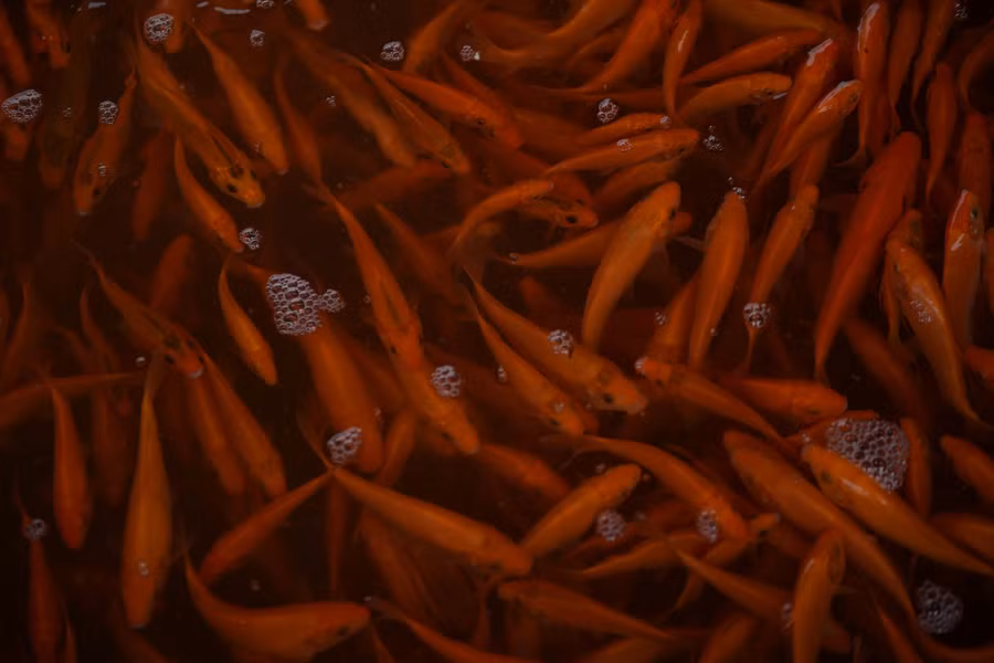 Cá khi bắt khỏi ao đưa về bể sẽ được phân loại, giá bán tại làng từ 100.000 – 150.000/kg.