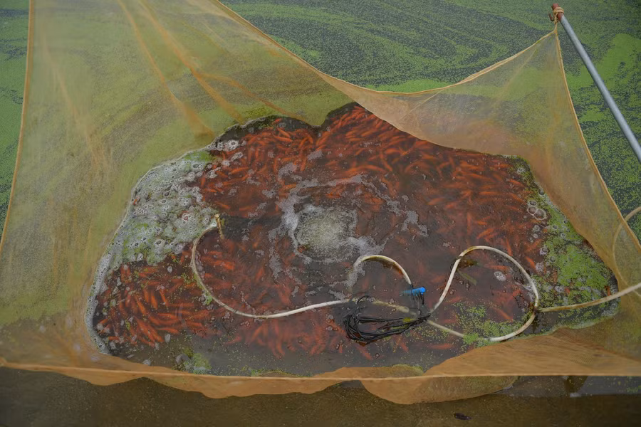 Tuy nhiên năm nay, do ảnh hưởng của dịch bệnh Covid-19, nên các thương lái cũng không về lấy cá, khiến nhiều người dân nuôi cá ở đây lo lắng.