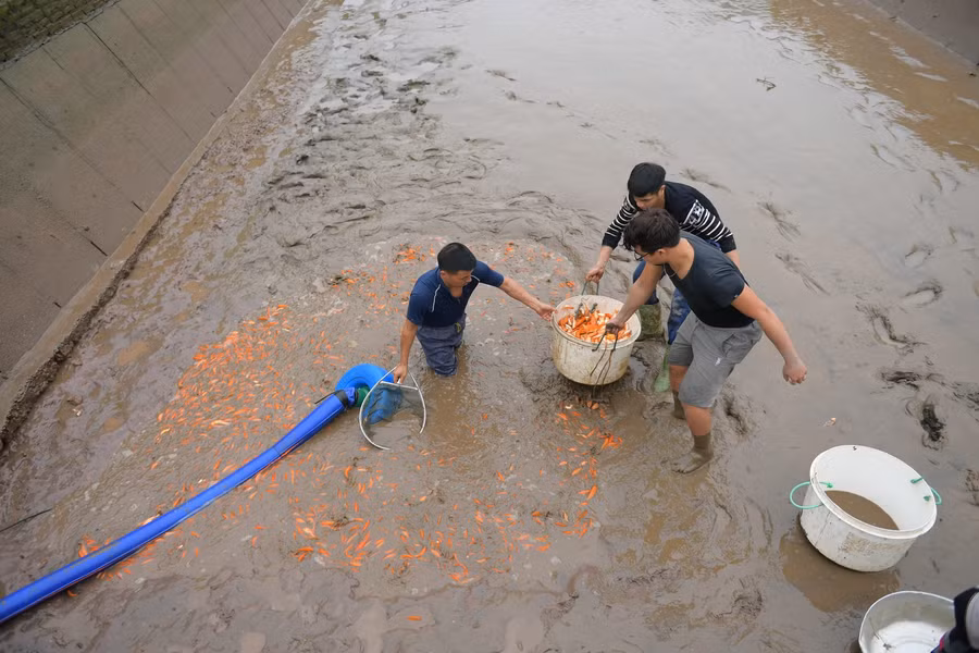 Trước khi dịch chưa bùng phát nhiều người hy vọng năm nay giá cá bán được cao hơn, do năm nay cá ít hơn rất nhiều so với những năm trước.
