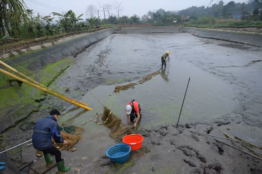Những ngày gần Tết ông Công, ông Táo làng Thuỷ Trầm lại tất bật đánh bắt cá chép vàng để phục vụ thương lái.