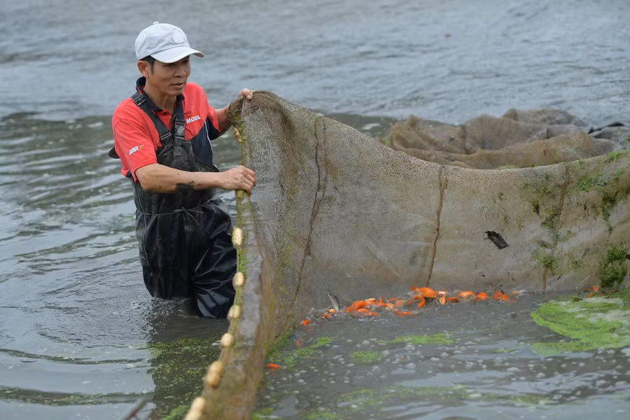 Cá ở đây có kích cỡ vừa phải, khỏe, đỏ tươi hoặc vàng, vẩy ánh đẹp, có râu hai bên nên được thị trường khắp nơi ưa chuộng.