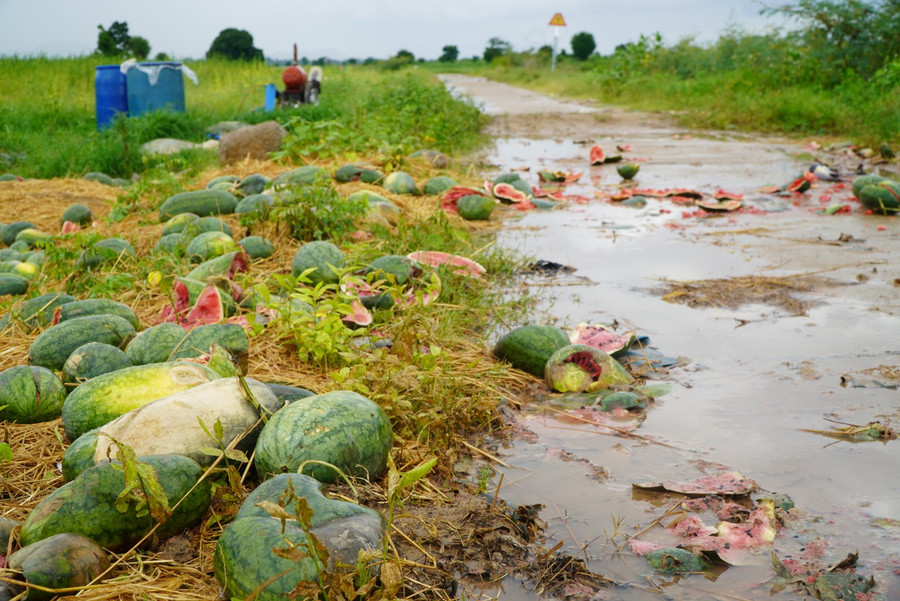 Không có người mua, dưa hấu nằm vương vãi ở ruộng. Không có người mua, dưa hấu nằm vương vãi ở ruộng.