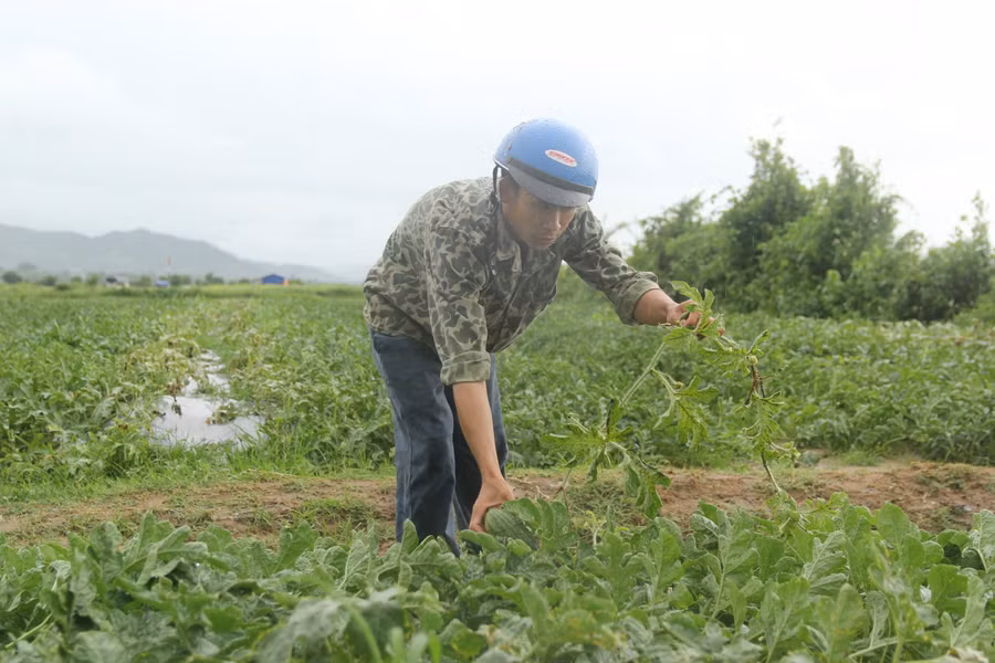 Người nông dân cố gắng cứu những cây dưa hấu đang ngập nước.