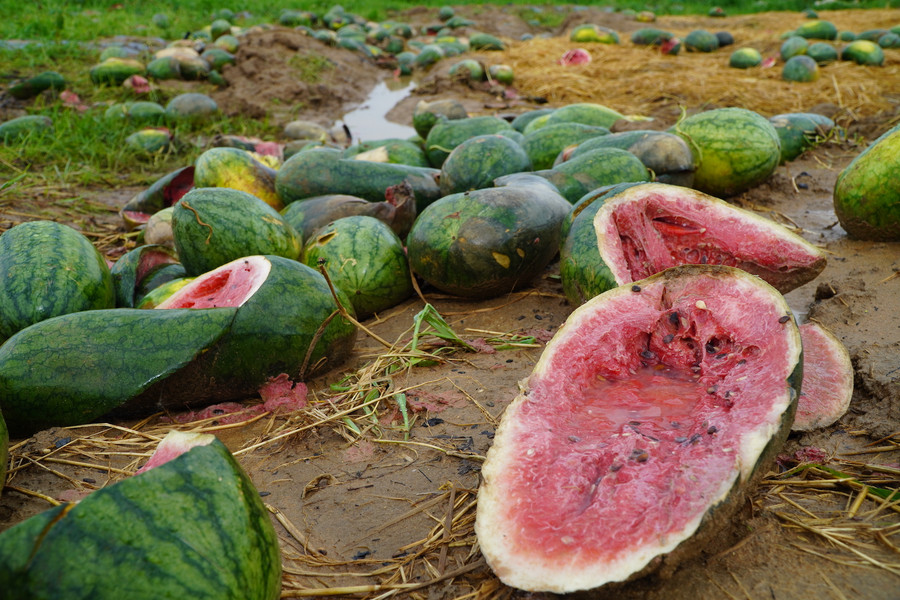 Mưa kéo dài khiến dưa hấu hư hỏng. Mưa kéo dài khiến dưa hấu hư hỏng.