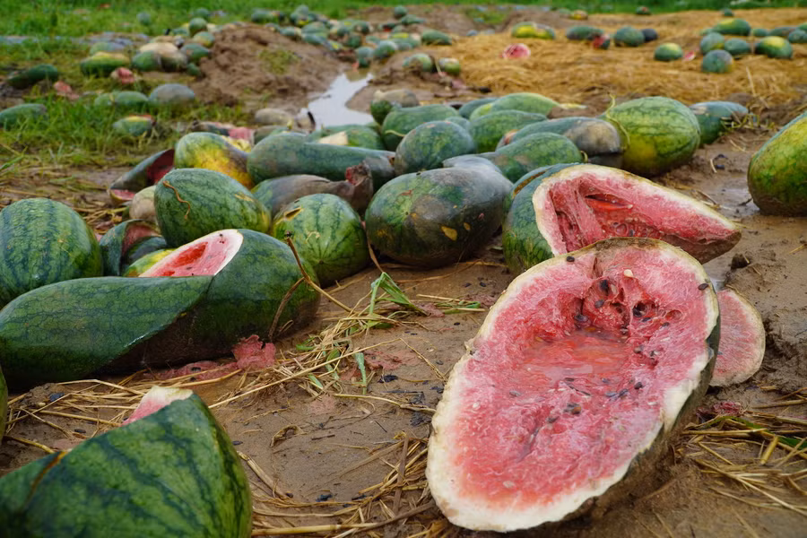 Mưa kéo dài khiến dưa hấu hư hỏng.
