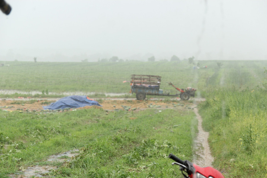 Mưa lớn kéo dài khiến nhiều ha dưa hấu chìm trong nước. Mưa lớn kéo dài khiến nhiều ha dưa hấu chìm trong nước.