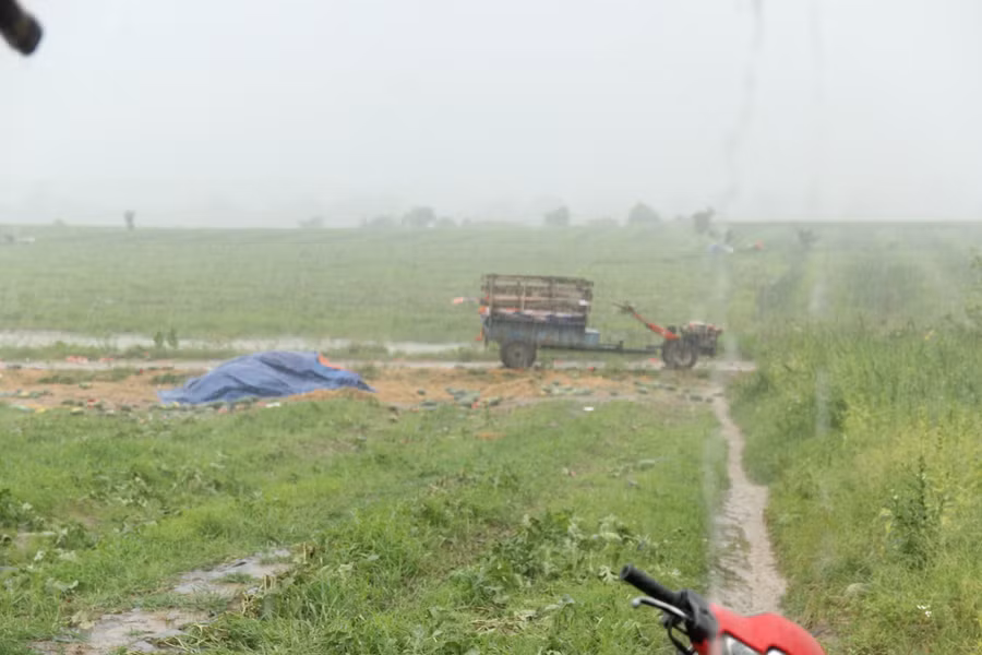 Mưa lớn kéo dài khiến nhiều ha dưa hấu chìm trong nước.