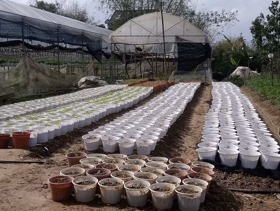 Nhiều giống hoa sau khi được ươm trồng sẽ được chăm sóc cẩn thận trong các nhà màng