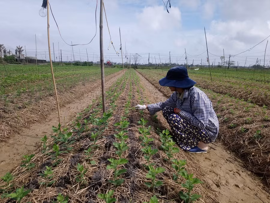 Bà Hồ Thị Hương đang làm cỏ, chăm sóc cho vườn hoa cúc của gia đình