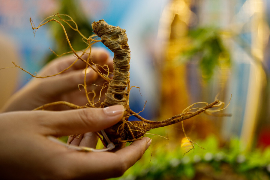 Tại sự kiện, Tổng cục trưởng Trần Hữu Linh chỉ đạo không chỉ Cục QLTT Kon Tum mà tới đây là lực lượng QLTT ở nhiều địa phương khác cần tăng cường triển các biện pháp nghiệp vụ; nắm thông tin từ quần chúng nhân dân tại địa bàn về các địa điểm kinh doanh có biểu hiện gian lận thương mại, vận chuyển, buôn bán các sản phẩm sâm Ngọc Linh (hạt, cây giống, củ, lá, các sản phẩm chiết xuất) kém chất lượng, hàng nhái, hàng giả, không có logo, tem chỉ dẫn địa lý “Ngọc Linh”, kịp thời phát hiện, xử lý theo quy định của pháp luật góp phần bảo vệ thương hiệu sâm Ngọc Linh.