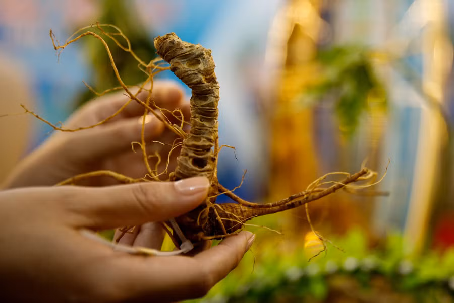 Tại sự kiện, Tổng cục trưởng Trần Hữu Linh chỉ đạo không chỉ Cục QLTT Kon Tum mà tới đây là lực lượng QLTT ở nhiều địa phương khác cần tăng cường triển các biện pháp nghiệp vụ; nắm thông tin từ quần chúng nhân dân tại địa bàn về các địa điểm kinh doanh có biểu hiện gian lận thương mại, vận chuyển, buôn bán các sản phẩm sâm Ngọc Linh (hạt, cây giống, củ, lá, các sản phẩm chiết xuất) kém chất lượng, hàng nhái, hàng giả, không có logo, tem chỉ dẫn địa lý “Ngọc Linh”, kịp thời phát hiện, xử lý theo quy định của pháp luật góp phần bảo vệ thương hiệu sâm Ngọc Linh.